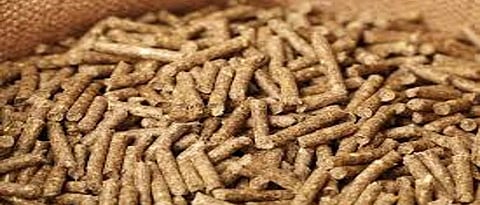 animal feed 