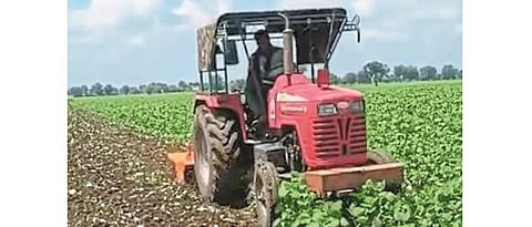 Outbreak of viral disease on green gram crop in oil