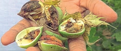 Cotton Bollworm