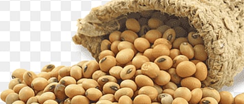 Soybean 