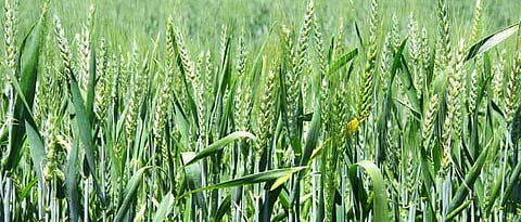 Wheat Varieties