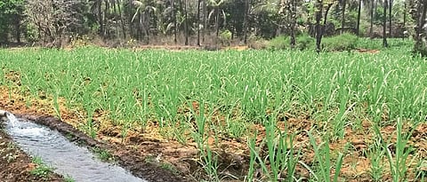 Crop Advisary
