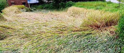 The return rains hit the paddy crop hard