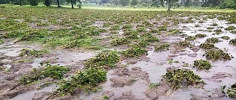 राज्यात पीक नुकसान ४५ लाख हेक्टरच्या पुढे