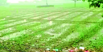 unseasonal rains 