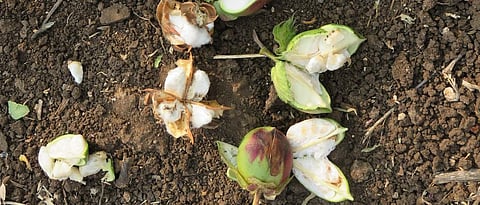 Cotton Crop