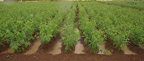 soil water conservation in field