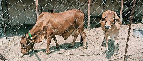 sahiwal cow