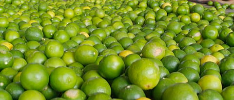 Carrots, Cucumbers in Solapur, Lemon lift; Rates improved