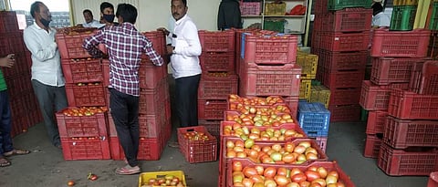 नगरमध्ये कारले, हिरव्या मिरचीच्या दरात सुधारणा Caramel in town, green pepper price improvement