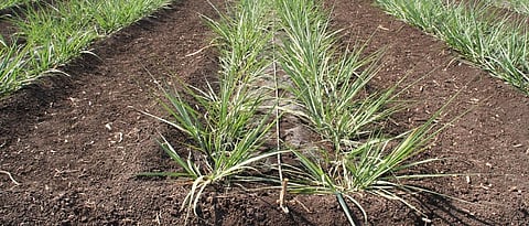 Drip Irrigation  