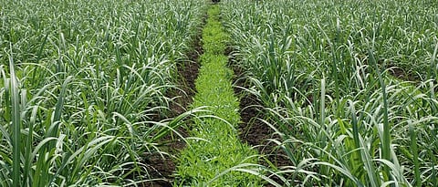 Organic curb is important for soil fertility. green manures are beneficial for this