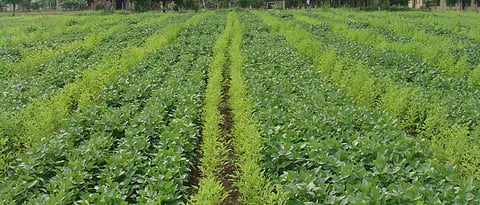seed treatment helps in vigorous growth of crops