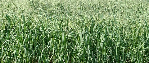 Fodder Crop 