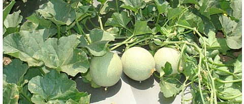 water planning is important in melon crop 