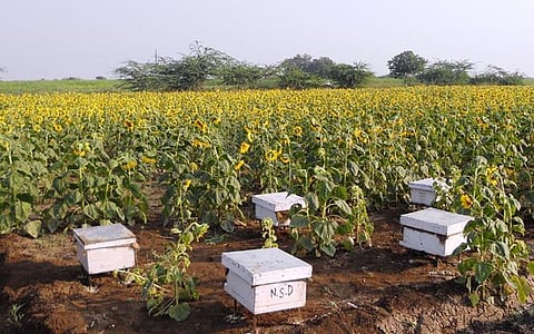 honey bee in Sunflower field.