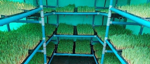 hydroponic fodder production