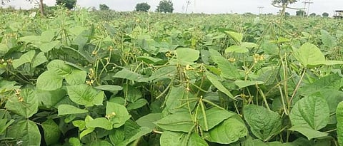 High yielding varieties of Muga should be selected.
