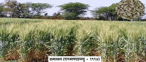 wheat variety- samadhan (NIAW 1994)