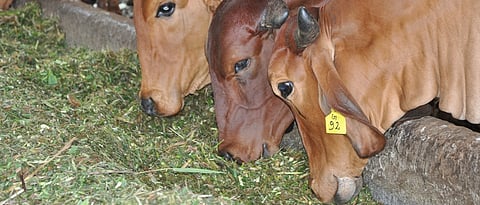 Feeding of dairy cattle and buffaloes