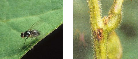 Infestation of stem fly on soybean