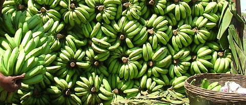 Banana Export 