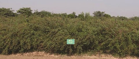 तूर पीक 
