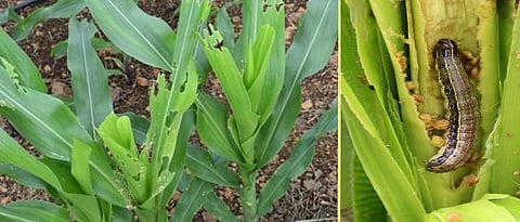american army worm in maize 