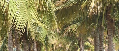 coconut advisory