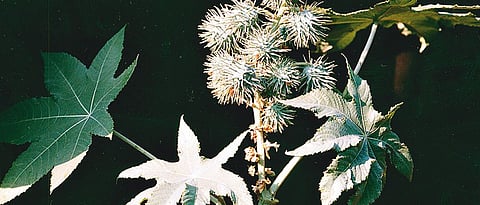  health Benefits of Ricinus