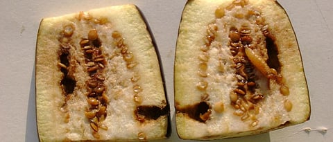 fruit borer in brinjal