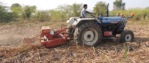 advisory regarding sugarcane Management 