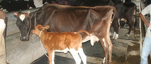 Proper management of cows and calves should be maintained.