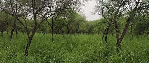 Cultivation of Acacia, Mulberry, Shevari for nutritious fodder