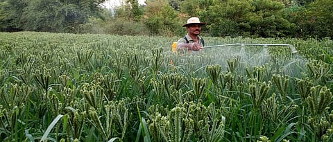 Spraying of soluble fertilizer is beneficial during the crop growth stage