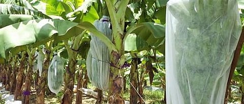 Cover the bunch of bananas.