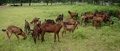 जातिवंत शेळ्यांचे संगोपन करावे.