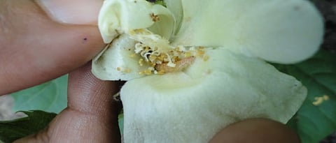 ball worm in cotton