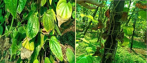 मर रोगग्रस्त पानवेल