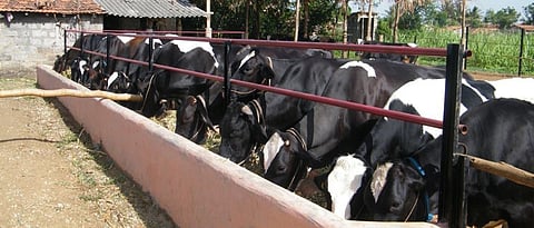 dairy project