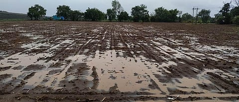 Presence of rains in many parts of Khandesh