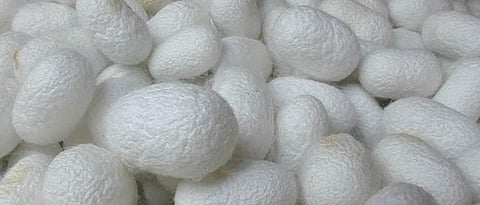 Silk Cocoons 