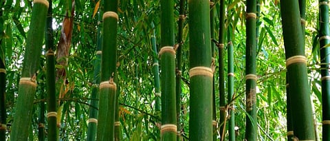 Bamboo FPO