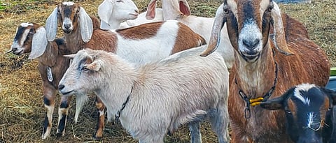How should be Management of Breeding Buck ?