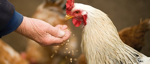 Use of medicinal plant in poultry feed