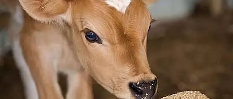 what is meaning of Sex sorted semen in animals?