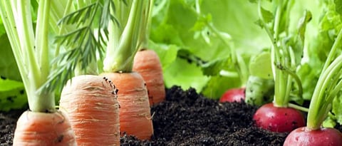 In details about organic farming pros and cos 