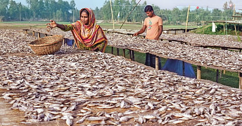 Method of fish salting