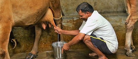 Negative Energy Balance in Animals
