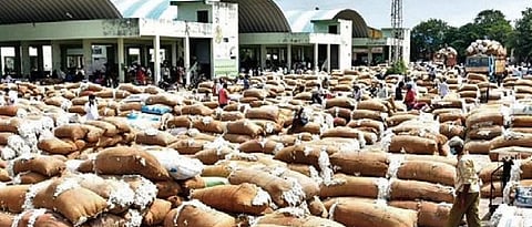 cotton market 